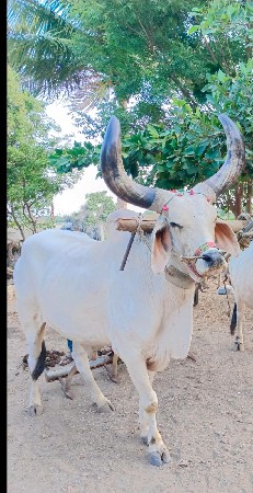 બળદ વેચવાનો છે