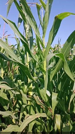 મકાઈ વેચવાની છે