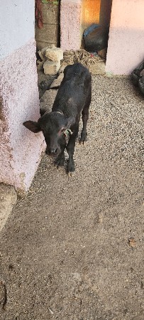 ખડેલી સાટુ પન કરવું