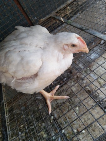 थंबनेल 4