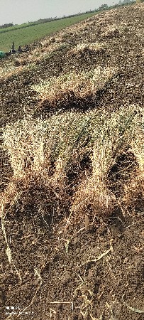 જુવાર ની નીરણ વેચવાની છે