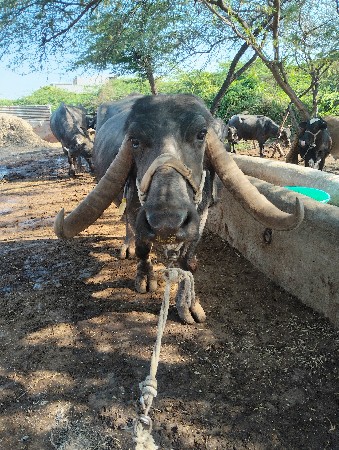 ભેંસ વેચવાની છે
