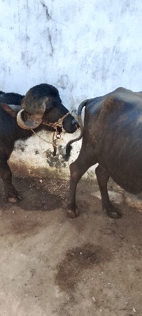 થંબનેલ 3