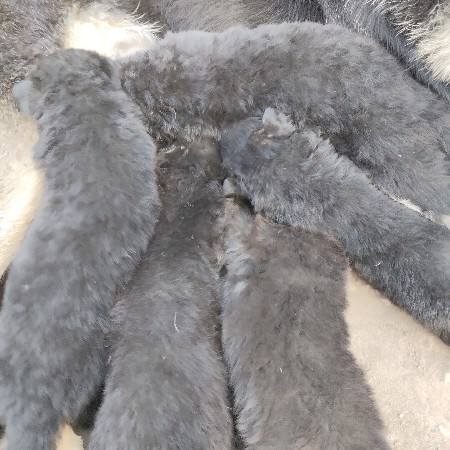 જરમસફર ચાર બચા