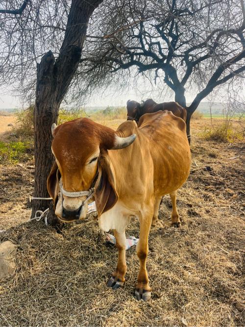 1 બળદ વેશ્વાનો છે