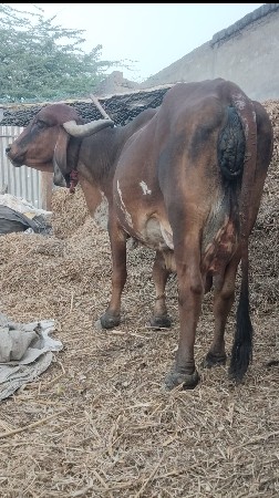 3 થી 4 દિવસ ની વાર વિયવા માં