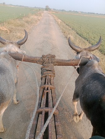 ઘોડલાં વેશવાનાછે