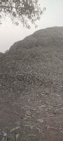 માંડવી નો કોરો ભૂકો