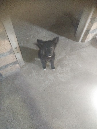 જર્મન બેલક કુતરી