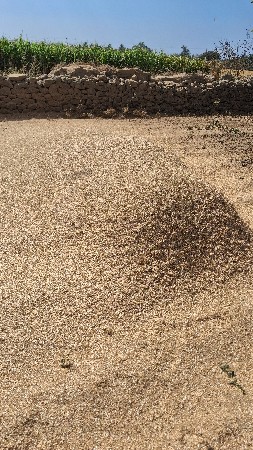 ચણા નુ ખારયુ