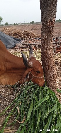 ગાય ત્રીજુવેતર