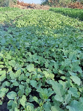 ગિરનાર11