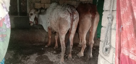 थंबनेल 2