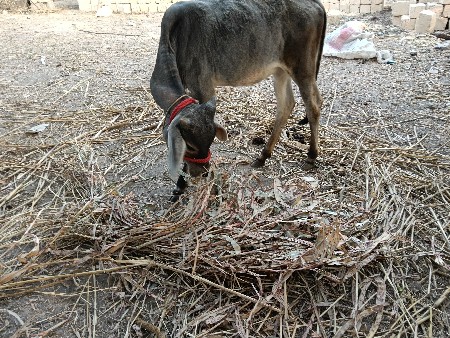 थंबनेल 3