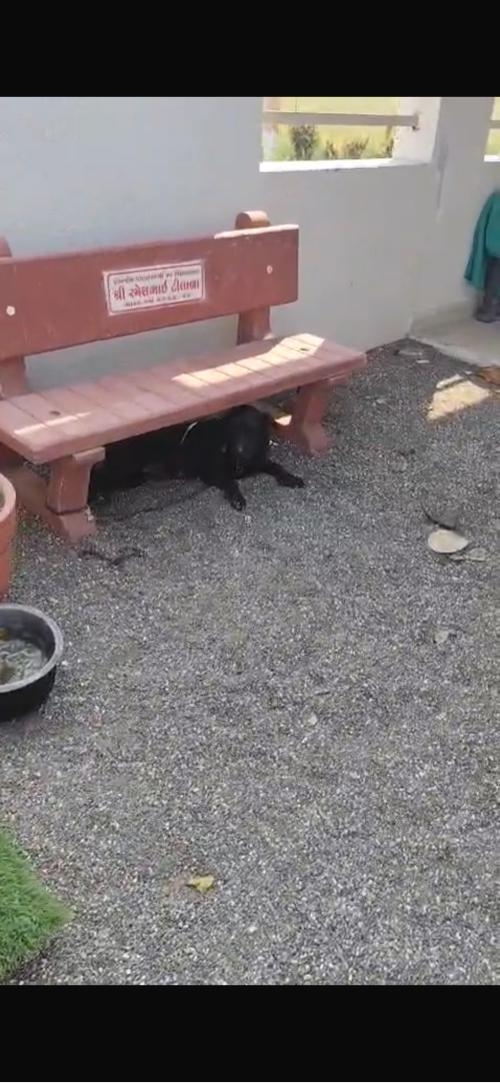 Lebara dog original female