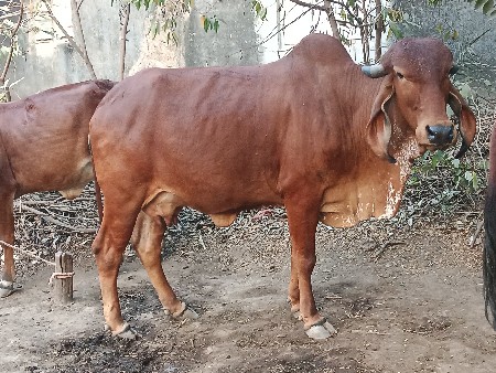 પેલું વેતર હોડકી વેચવાની છે