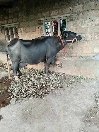 ભેંસ વેચવાની છે ત્રીજું વેતર