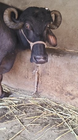 ભેંસ વેચવાની છે