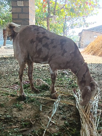 थंबनेल 3