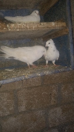 હૌભાઈફૂલઊડાનકયનાઘટે,😎મકૌડીમાદીઅને