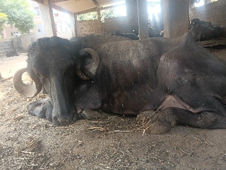 थंबनेल 2