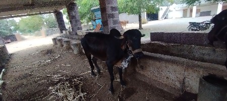 थंबनेल 2