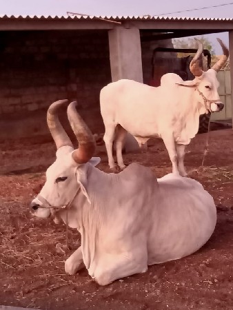 બળદ વેચવાના છે