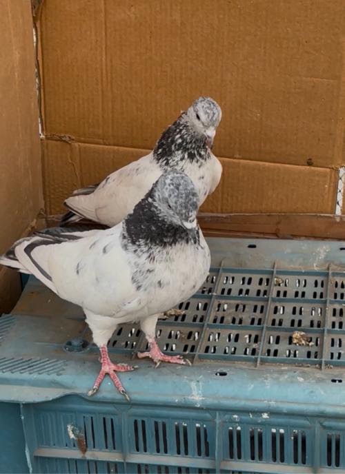 બે જોડી બાજરા