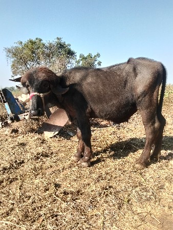 પાડો વેચવા નો છે