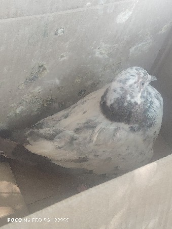 કબૂતર વેચવાના છે