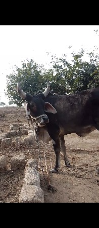 હોડકી વેચવા ની છે