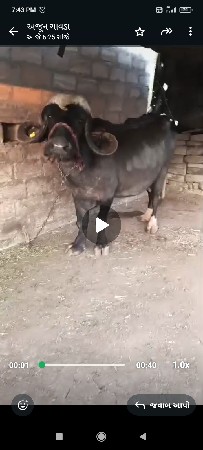 બે ભેસુ વેચવાની છે