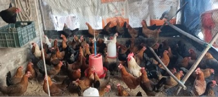 મુરઘા વેચવાના છે