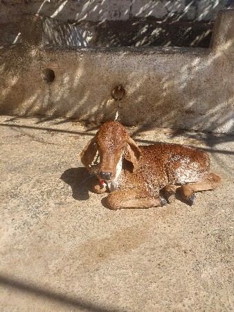 ગાયપહેલુવેતરતાજીવાણેલ વેચવાનીછે