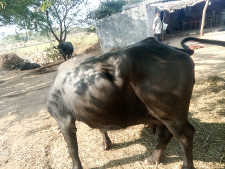 3.    લિટર.    દૂધ