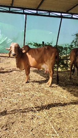 ગીર ગાય વેસવાનીસે