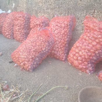 ડુંગળી વેચાણ કરવાનુછે પીળી પતિ