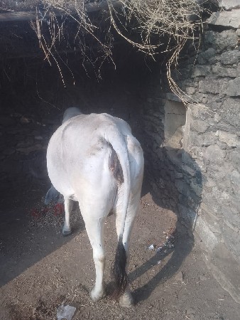 ગાય વેસવા ની છે રાણપરડા.