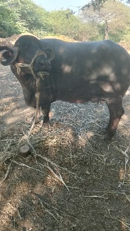 थंबनेल 3