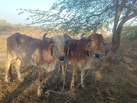 વેચવા ના છે