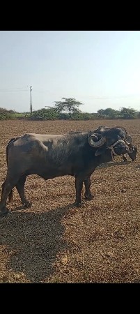 थंबनेल 2