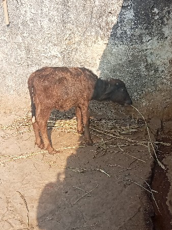 પાડી વેચવાની છે