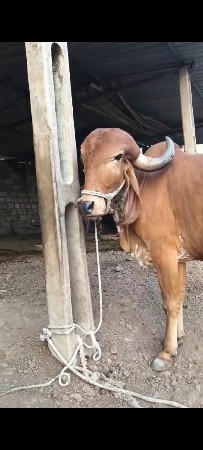 ગાય વેચવાની છે