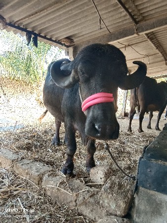 ભેંશ વેશાવાની છે જાફરાબાદી