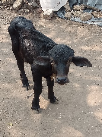 थंबनेल 2