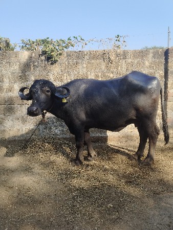 थंबनेल 3