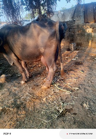 થંબનેલ 3