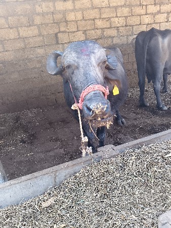 ભેંસ વેચવાની છે વેતર ત્રીજો