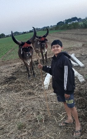 ગોઢલા વેચવાના છે