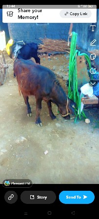 પાડો વેચવાનો છે